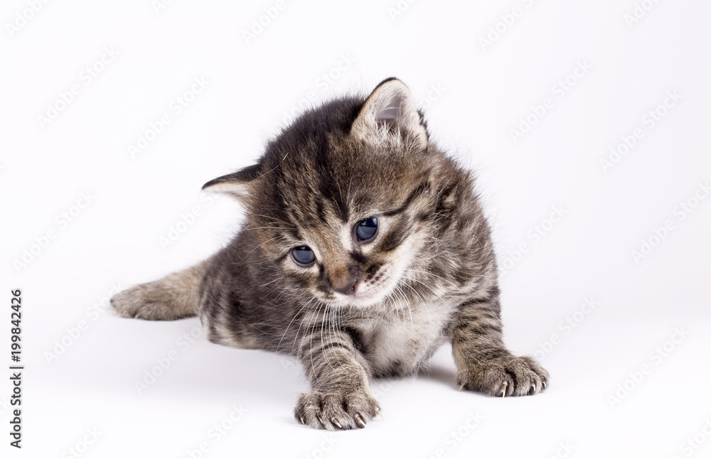 Grey baby kitten cat