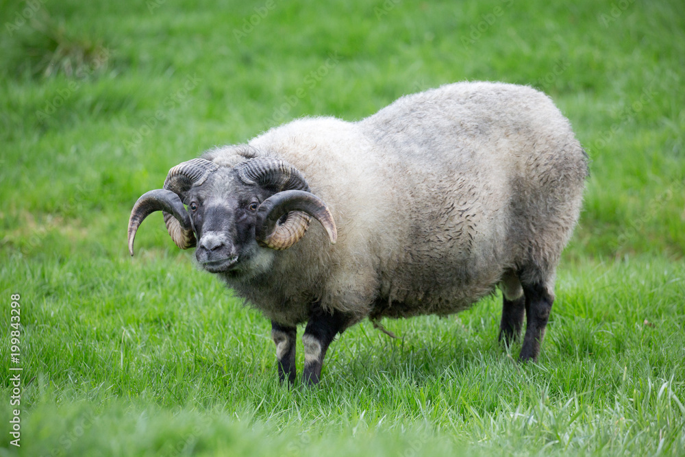 Fototapeta premium Aries having twisted horns in short grass