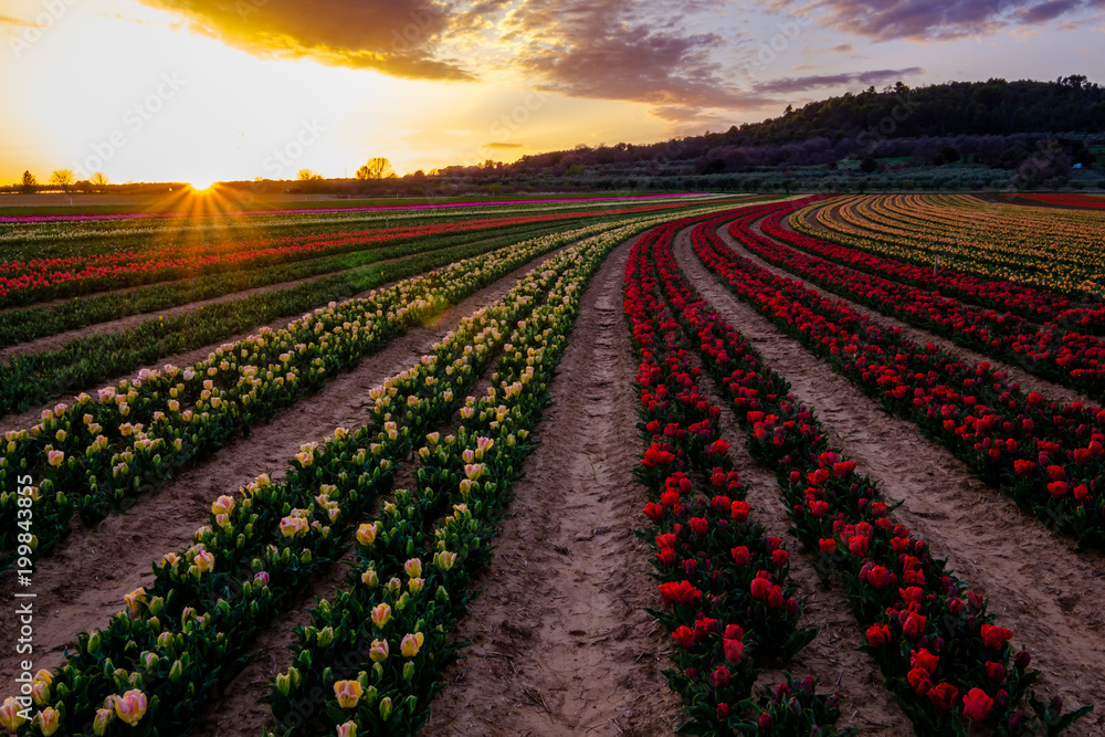 Champ de tulipes en France, Alpes de Haute Provence. Coucher de soleil.