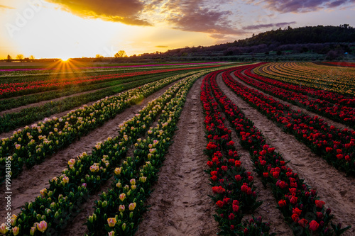 Obraz na płótnie Champ de tulipes en France, Alpes de Haute Provence. Coucher de soleil. w salonie