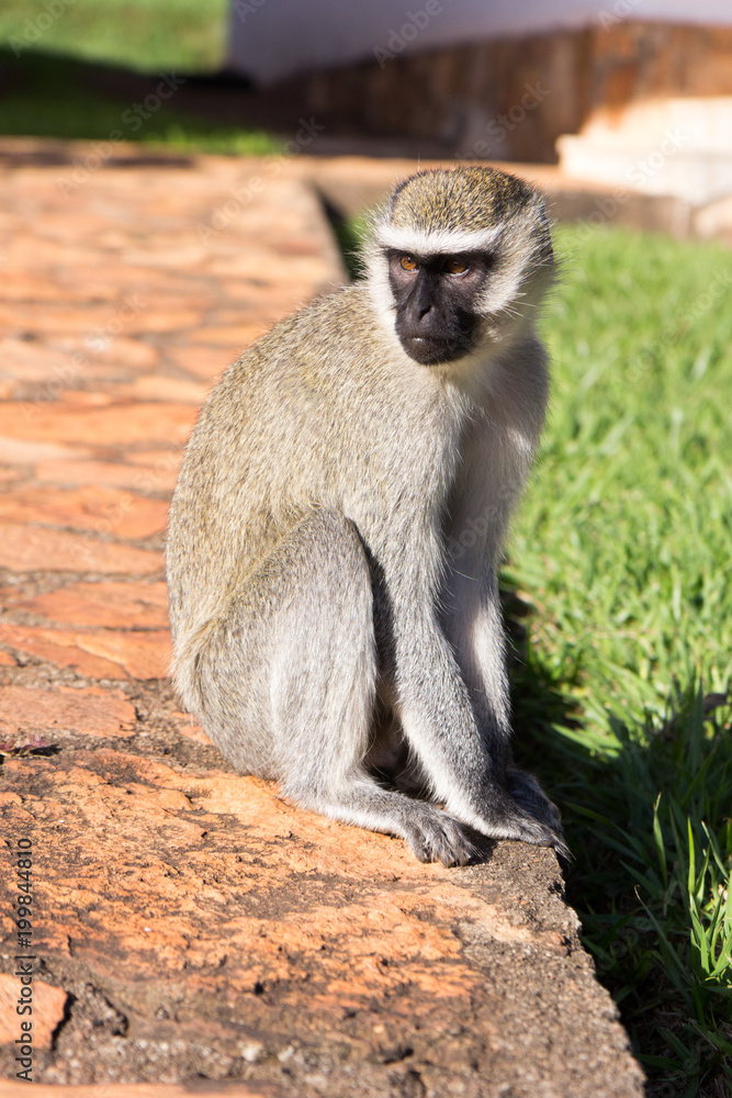 The vervet monkey in grass in a resort in Jinja, Uganda in 2017. The vervet monkey (Chlorocebus pygerythrus), or simply vervet, is an Old World monkey of the family Cercopithecidae native to Africa.
