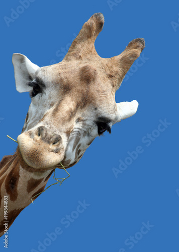 Giraffe portrait, Giraffe schaut neugierig um die Ecke,
Isoliert auf blauem Hintergrund