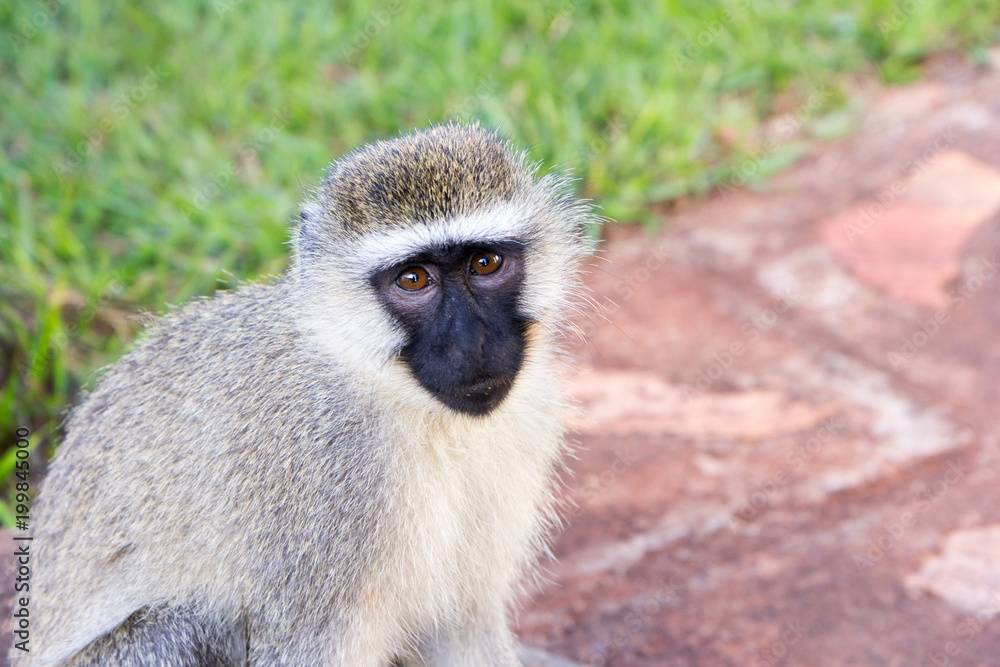 The vervet monkey in grass in a resort in Jinja, Uganda in 2017. The vervet monkey (Chlorocebus pygerythrus), or simply vervet, is an Old World monkey of the family Cercopithecidae native to Africa. The vervet monkey in grass in a resort in Jinja, Uganda in 2017. The vervet monkey (Chlorocebus pygerythrus), or simply vervet, is an Old World monkey of the family Cercopithecidae native to Africa.