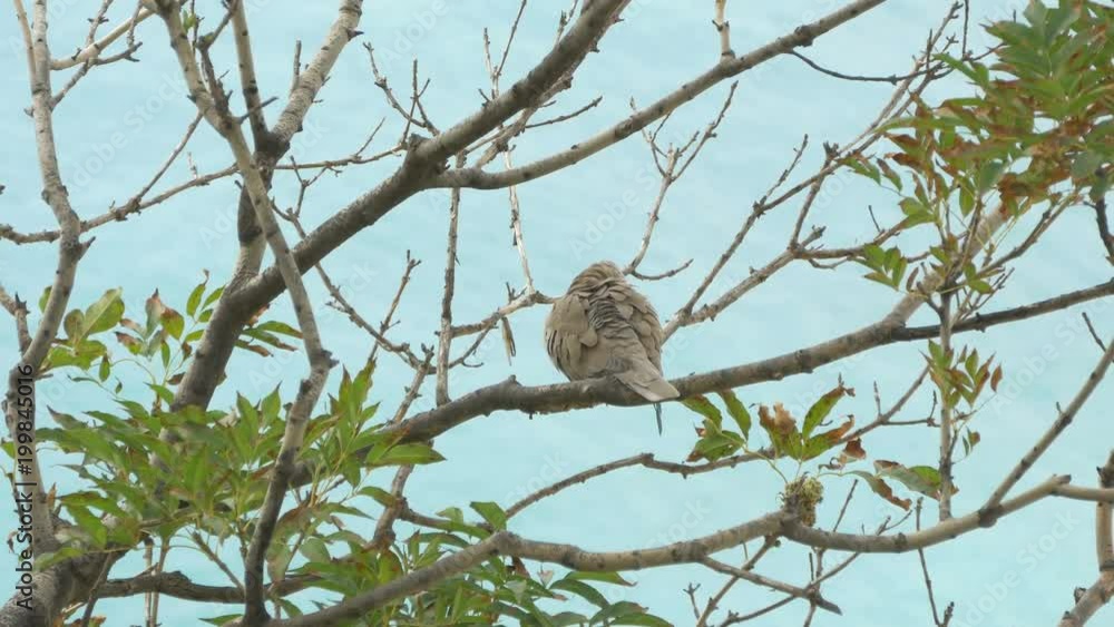 A turtle dove on a tree