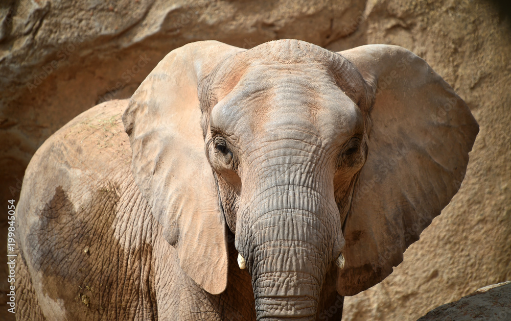 Fototapeta premium elefante en africa