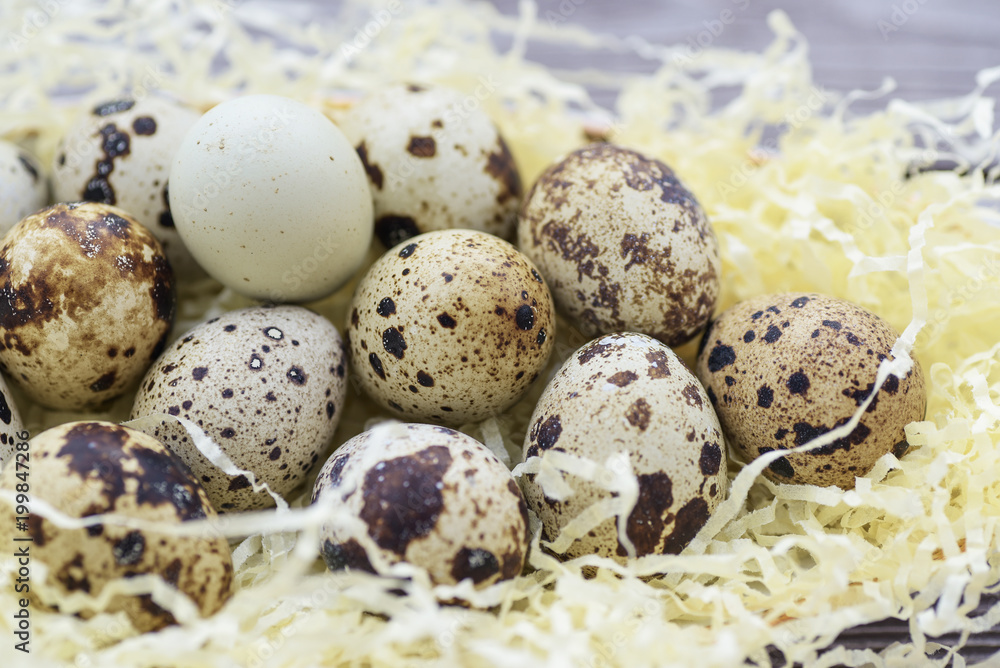 Quail eggs of different colors on straw Quail eggs of different colors on straw