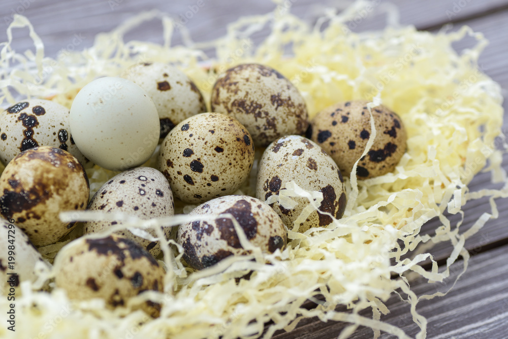 Quail eggs of different colors on straw