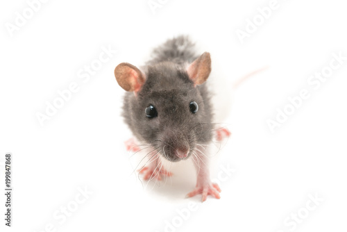 Cute black and white decorative rat isolated on white background 
