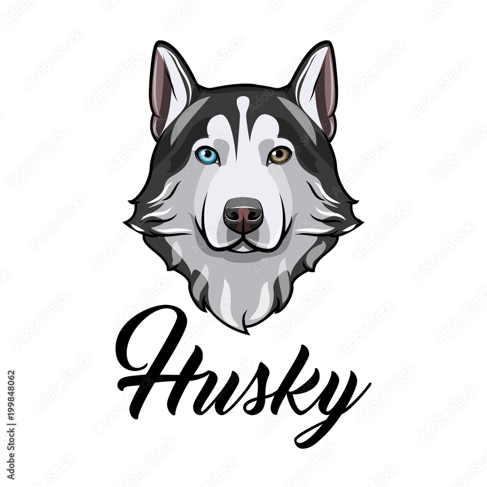 Siberian husky dog. Dog head. Husky face muzzle. Dog breed. Dog portrait. Vector.
