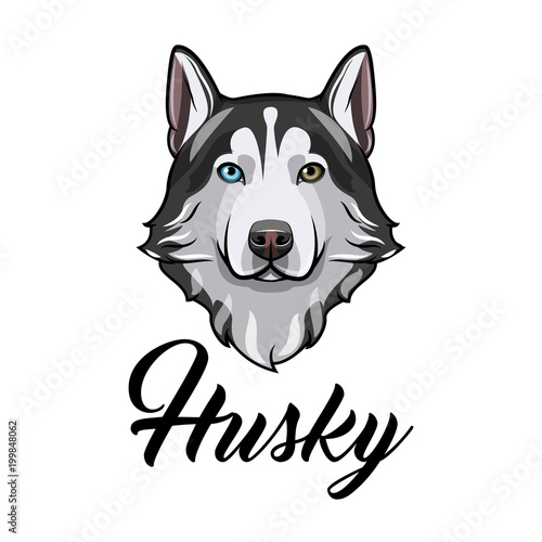 Siberian husky dog. Dog head. Husky face muzzle. Dog breed. Dog portrait. Vector.