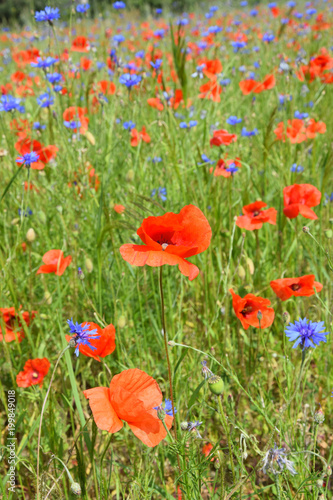 Wildflower meadow with red poppy and blue cornflowers.