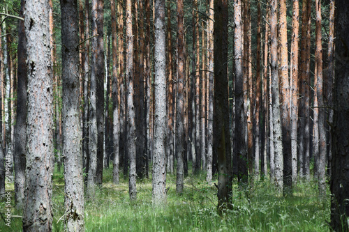 Lots of trees in forest - background. Poland.