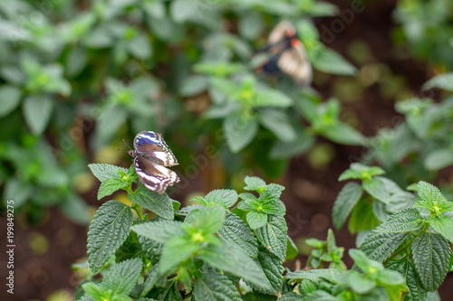 Butterfy on mint plant photo