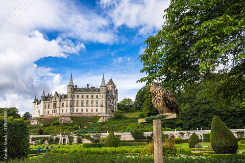 Fotografia An owl with Dunrobin Castle in the background during falconry demostration, Suth
