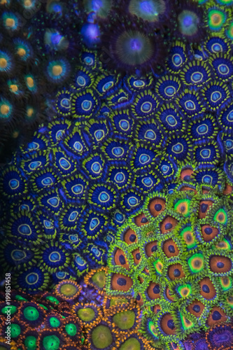 Coral Zoanthus Blue Hornet