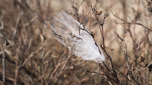Lonely feather in branches of a bush. Poetic symbol of loneliness. The concept of struggling with creativity and realism