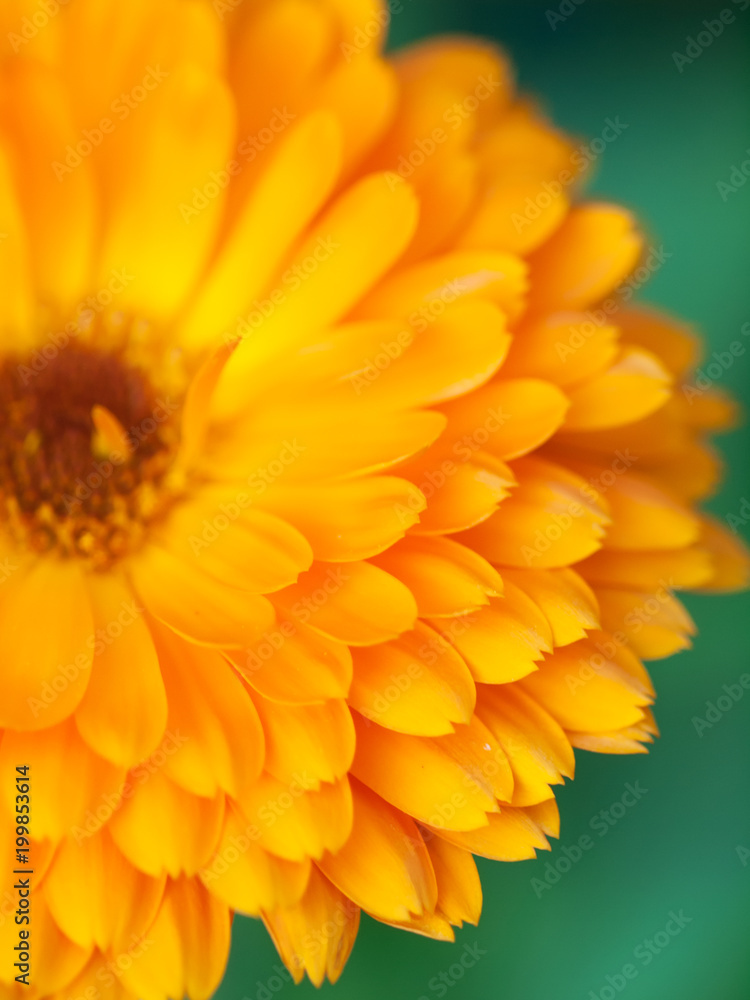 Orange flower calendula Background. Extreme macro shot Orange flower calendula Background. Extreme macro shot