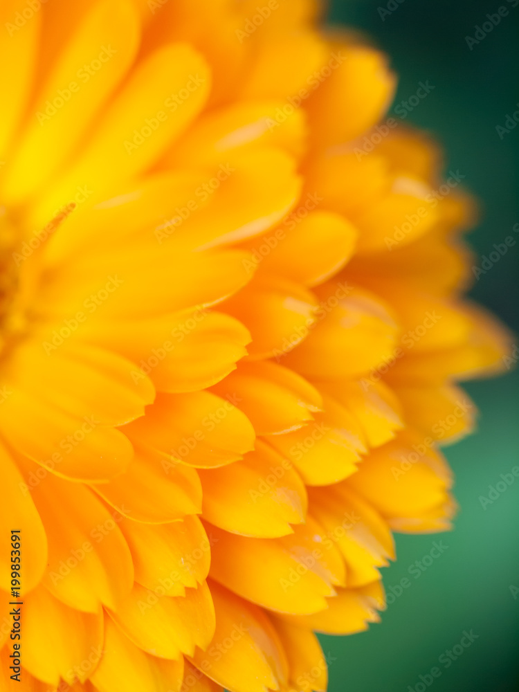 Fototapeta premium Orange flower calendula Background. Extreme macro shot