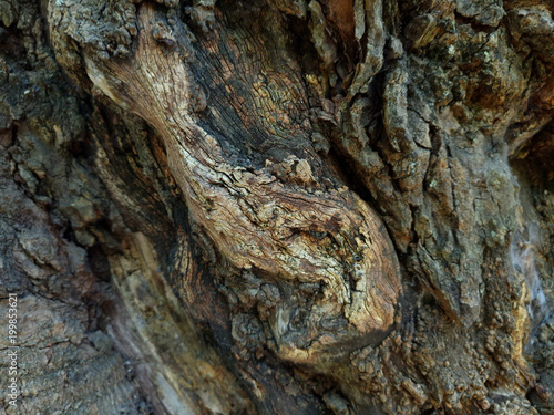 Tree trunk texture