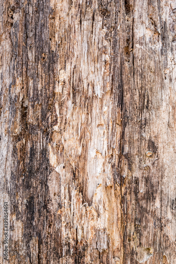 texture of old stratified and rotten wood, abstract background texture of old stratified and rotten wood, abstract background