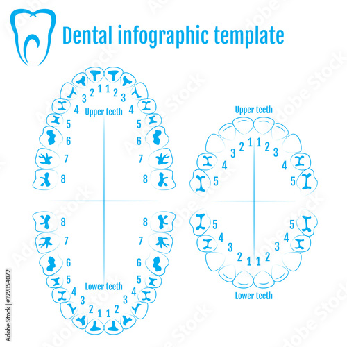 Orthodontist human tooth anatomy vector with numbering of teeth of an adult and a child. Medical dental infographic template