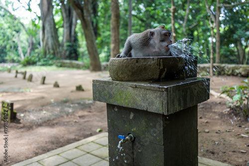 Monkey in Ubud Monkey Forest photo