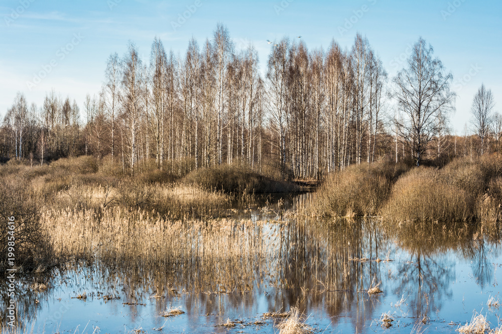 high water rivers and forests without leaves in the early spring, a clear sunny day high water rivers and forests without leaves in the early spring, a clear sunny day