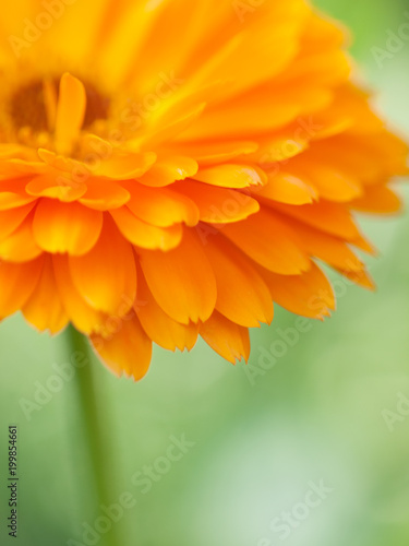 Orange flower calendula  Background. Extreme macro shot