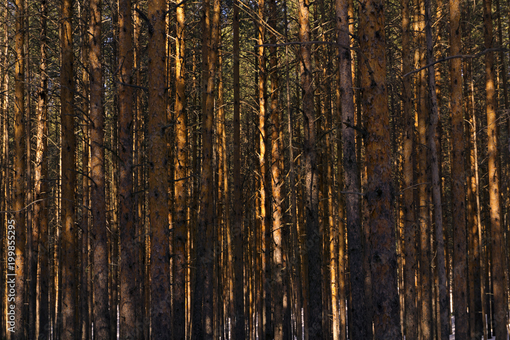 background - wall of sunlit golden pine trunks in the forest background - wall of sunlit golden pine trunks in the forest