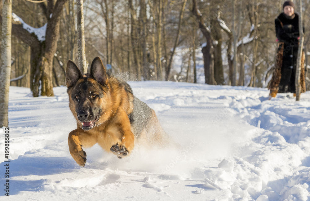 German Shepherd plays in the snow
