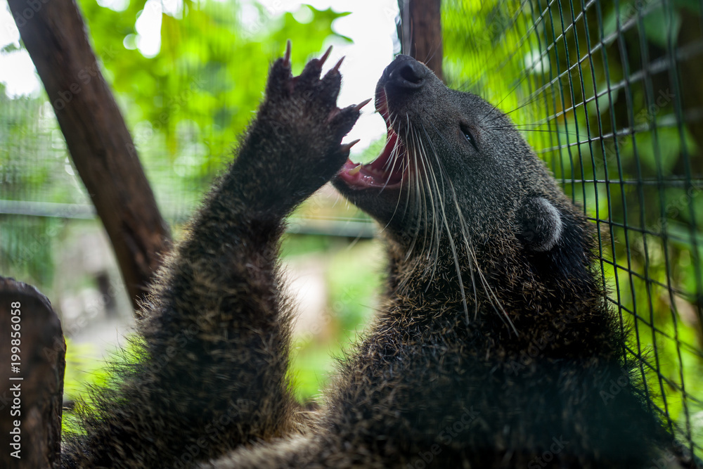 Obraz premium Animal at Bali Zoo in Indonesia
