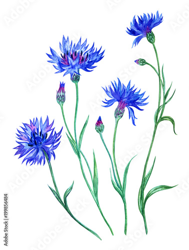 Set of cornflowers  watercolor painting on white background isolated with clipping path.