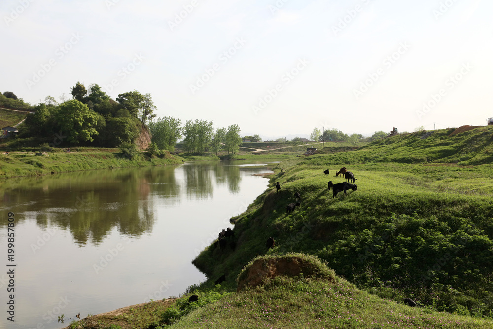 Dongting wetland scenery. Dongting wetland scenery.