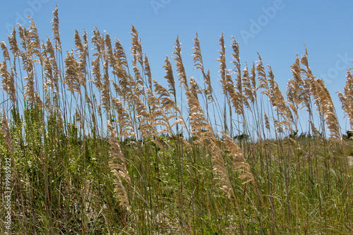 Close up of sea oats with grass on sand dune