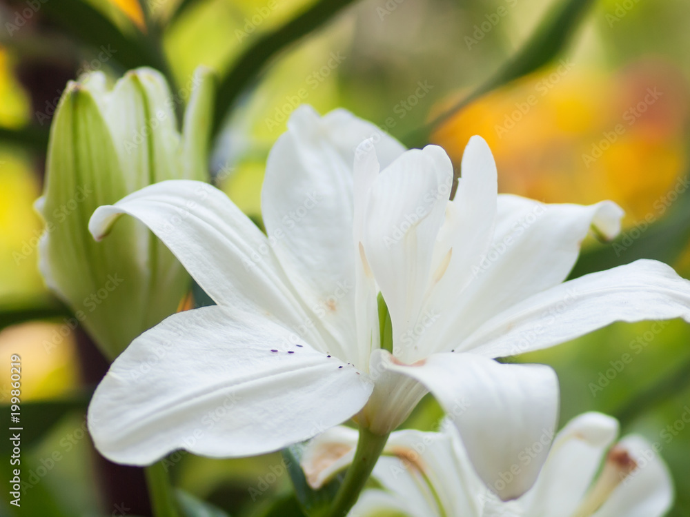 Fototapeta premium Floral background with white lily