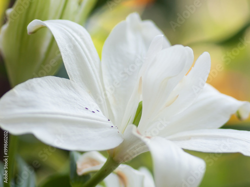 Fototapeta Naklejka Na Ścianę i Meble -  Floral background with white lily. c;ose up