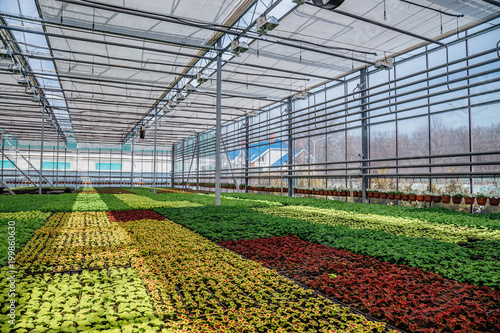 Modern hydroponic greenhouse with climate control system for cultivation of flowers and ornamental plants for gardening © Mulderphoto