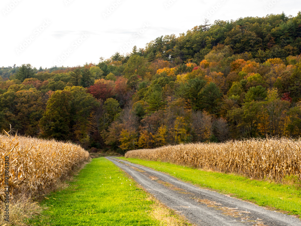 Naklejka premium Road into cornfield