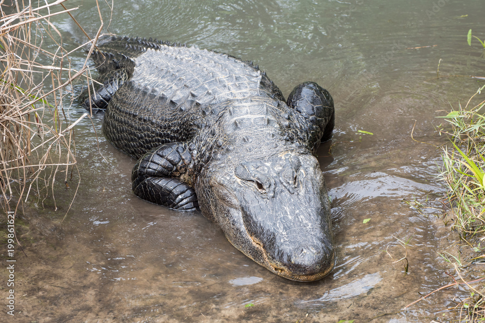 Fototapeta premium A large alligator crawls onto land.