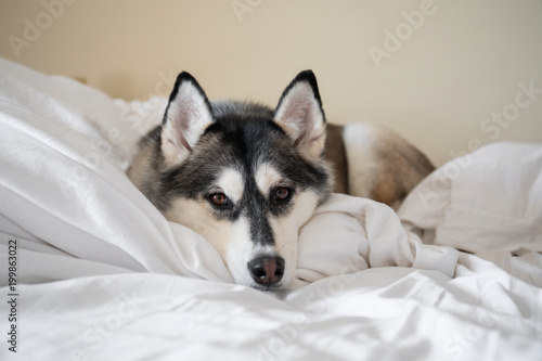Cute Siberian Husky snuggled up on bed