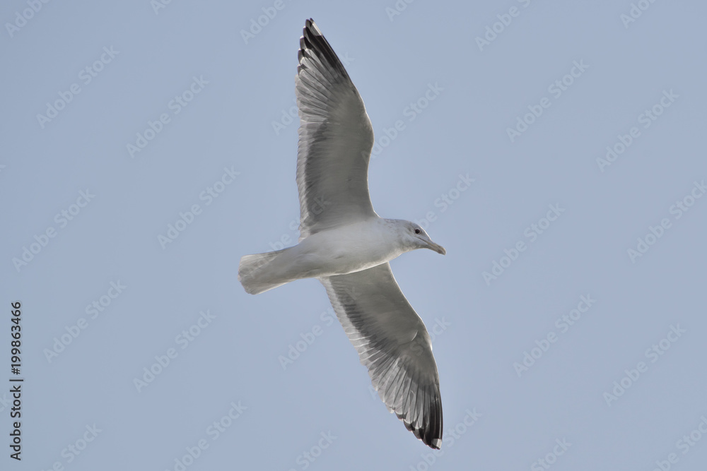 Obraz premium カモメ