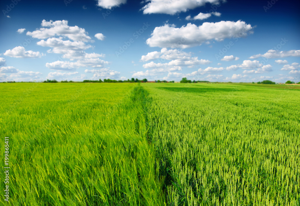 green wheat field green wheat field