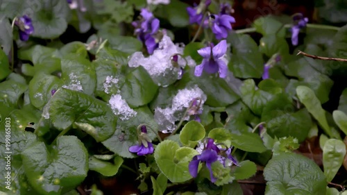 Timelapse of melting snow on purple flowers. photo