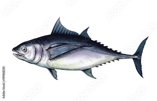 Hand drawn tuna fish