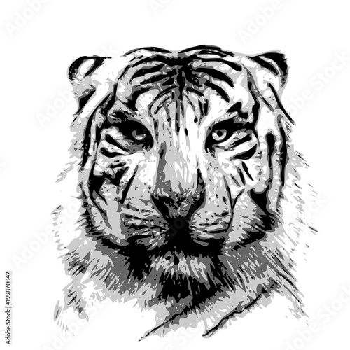 tête de tigre, dessin illustration vecteur, croquis, modèle vectoriel tatouage