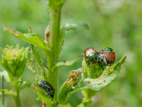 Japanese Beetle (Popillia japonica) photo