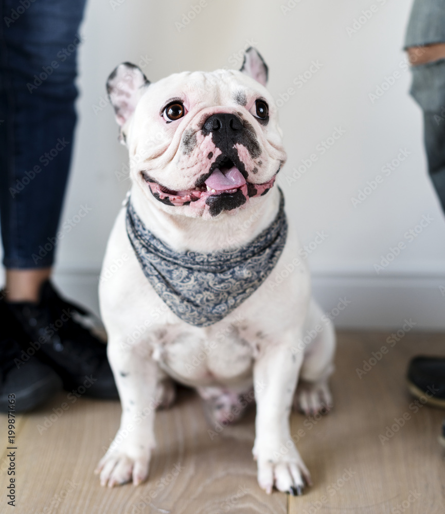 Closeup of French bulldog