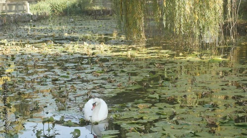 Elegant swan in the pond footage - Beautiful white Cyngus bird on water photo