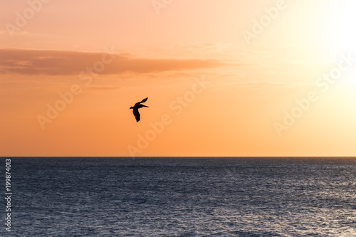 Pelican at Sunset