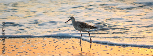 Willet